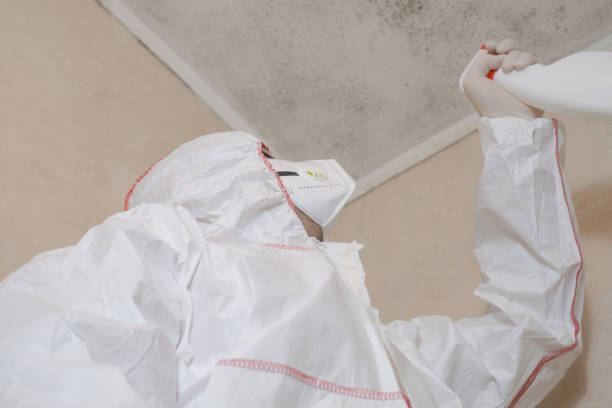 Best Commercial Mold Remediation in Alliance, OH